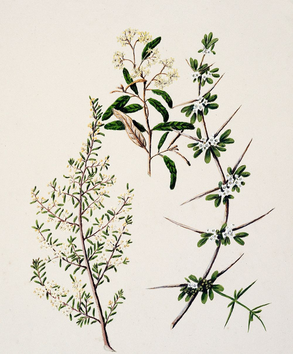 Antique plant Pomadrris edgerloyi drawn by Sarah Featon (1848&ndash;1927). Original from Museum of New Zealand. Digitally…