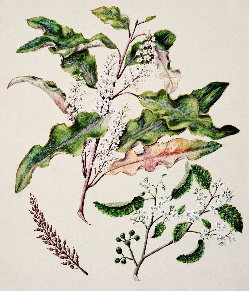 Antique plant Quintinia serrata drawn by Sarah Featon (1848&ndash;1927). Original from Museum of New Zealand. Digitally…