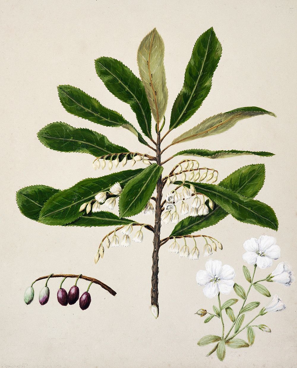 Antique plant Hinau - Eloeocarpus dentatus Rauhina - linum monogynum drawn by Sarah Featon (1848&ndash;1927). Original from…