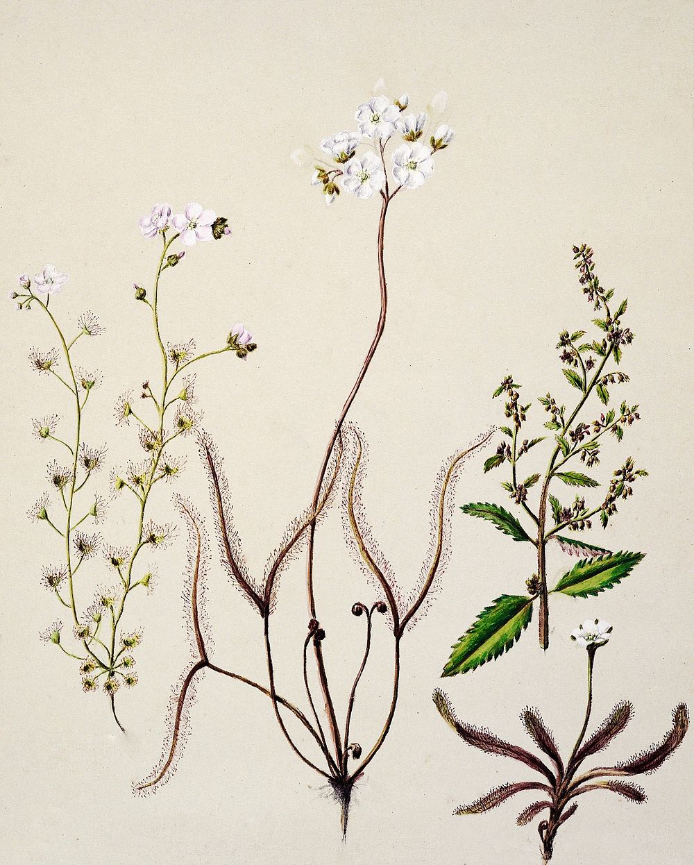 Antique plant Drosera arcturi - Haloragisalata drawn by Sarah Featon (1848&ndash;1927). Original from Museum of New Zealand.…