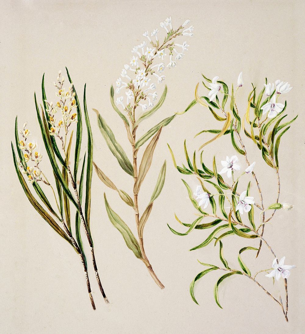 Antique plant Earina mucronat Earina autumnalias Dendrobium Cunninghamii drawn by Sarah Featon (1848&ndash;1927). Original…