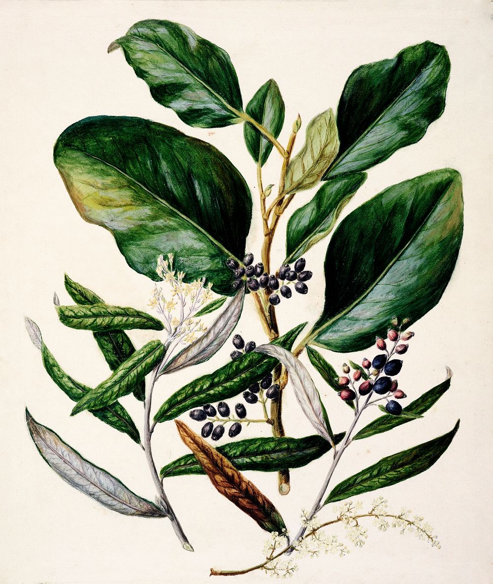 Antique plant Griselinia lucida drawn by Sarah Featon (1848&ndash;1927). Original from Museum of New Zealand. Digitally…
