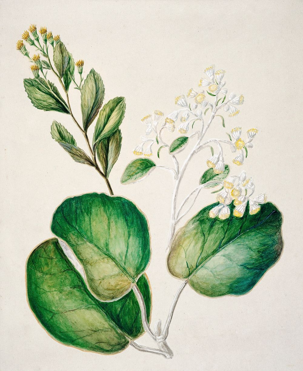 Antique plant Daisy - Brachyglottis drawn by Sarah Featon (1848&ndash;1927). Original from Museum of New Zealand. Digitally…