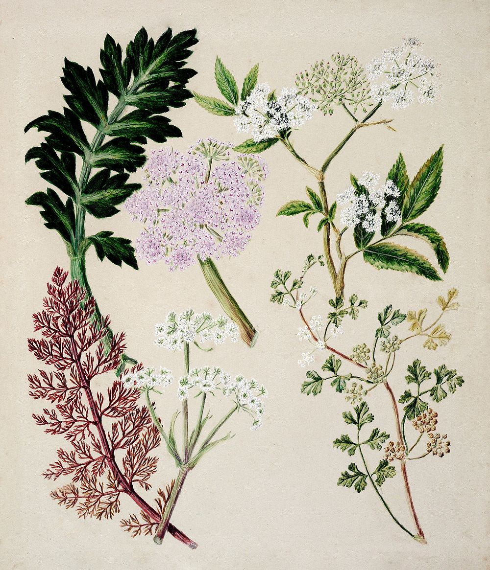 Antique plant Ligosticum latifolium drawn by Sarah Featon (1848&ndash;1927). Original from Museum of New Zealand. Digitally…