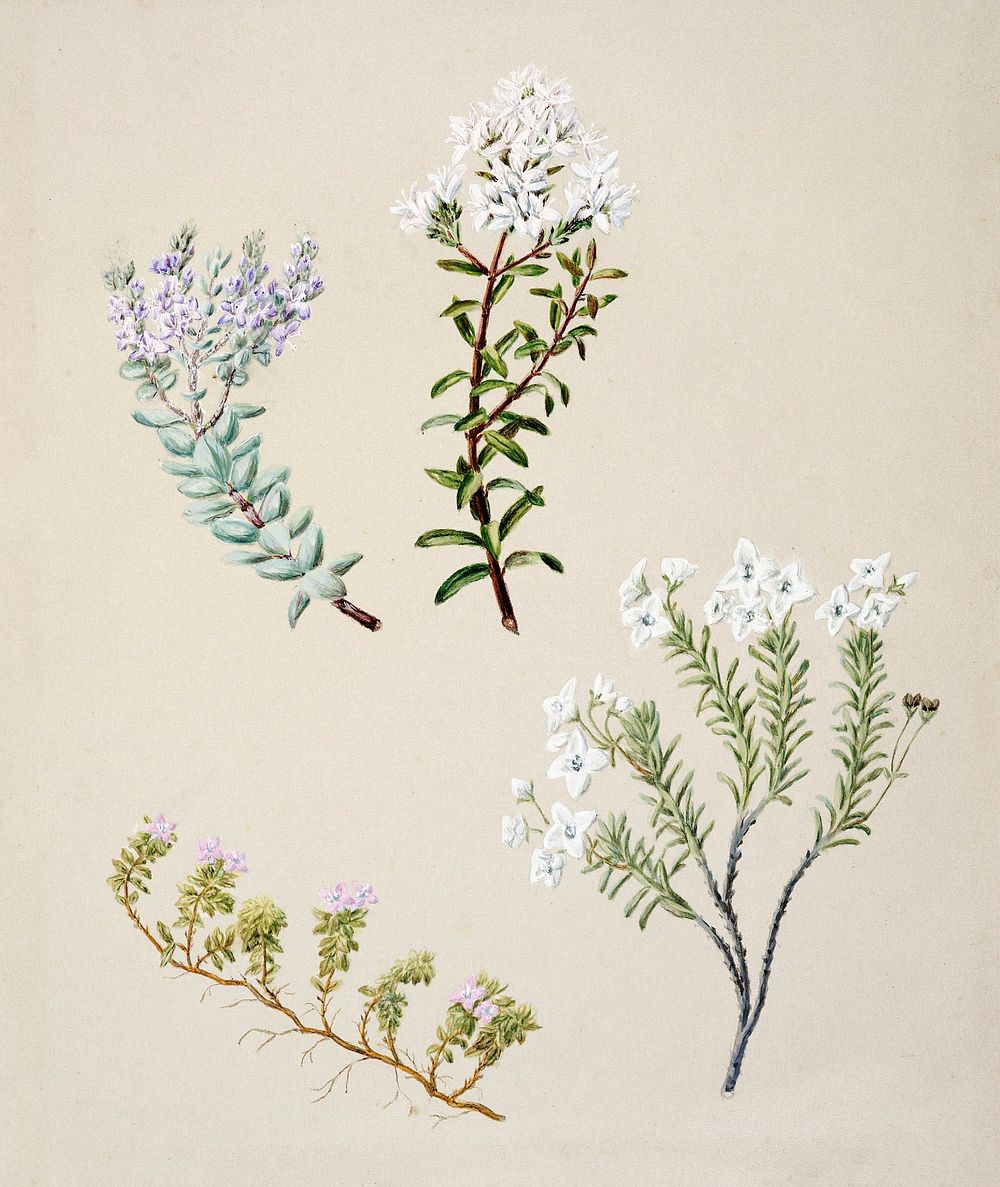 Antique plant Veronica 4 species drawn by Sarah Featon (1848&ndash;1927). Original from Museum of New Zealand. Digitally…