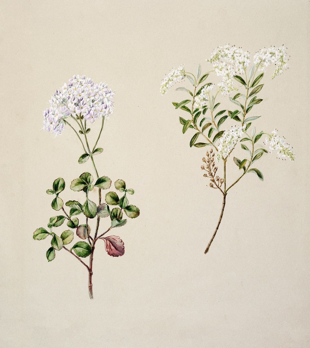 Antique plant Veronica 2 species drawn by Sarah Featon (1848&ndash;1927). Original from Museum of New Zealand. Digitally…