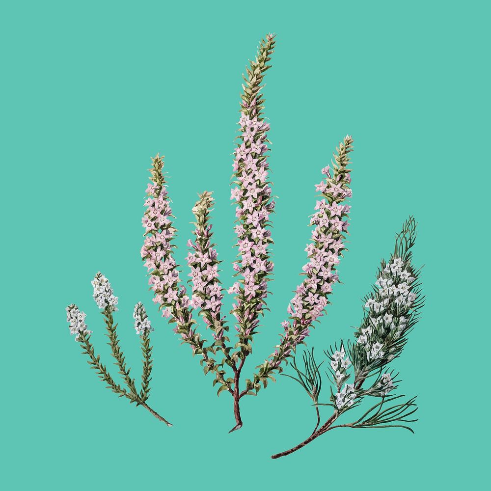 Antique plant Epacris (2species) drawn by Sarah Featon (1848 - 1927). Digitally enhanced by rawpixel.