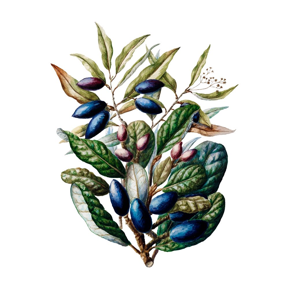 Antique plant Beilschmiedia Taiaire Tawa drawn by Sarah Featon (1848 - 1927). Digitally enhanced by rawpixel.