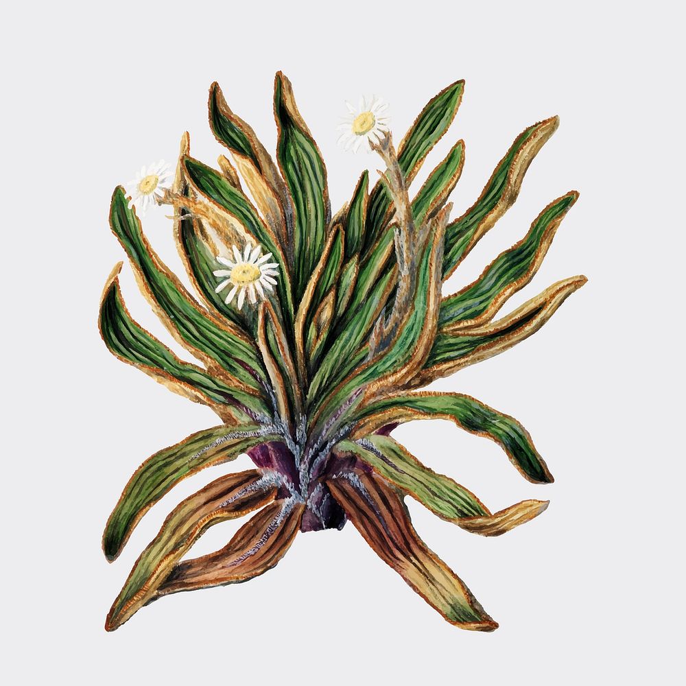 Antique plant Mountain daisy drawn by Sarah Featon (1848 - 1927). Digitally enhanced by rawpixel.