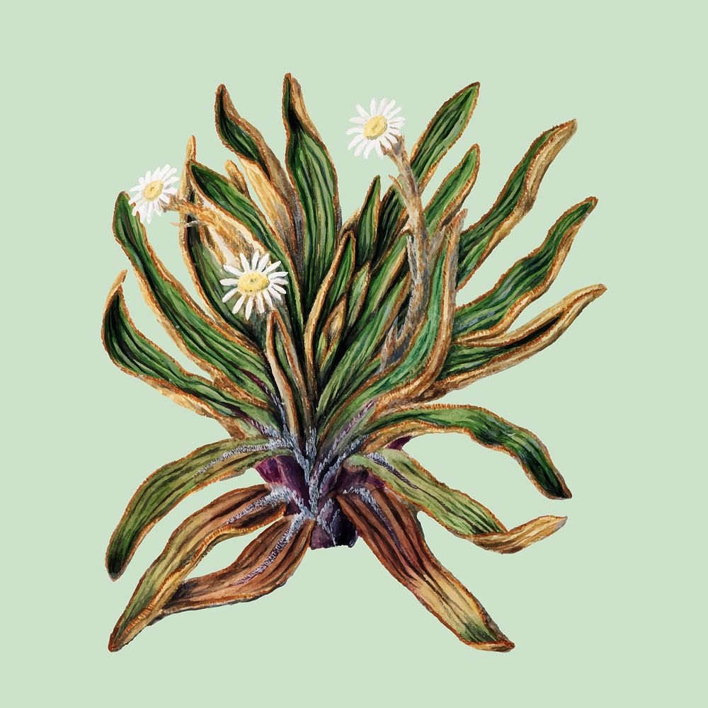 Antique plant Mountain daisy drawn by Sarah Featon (1848 - 1927). Digitally enhanced by rawpixel.