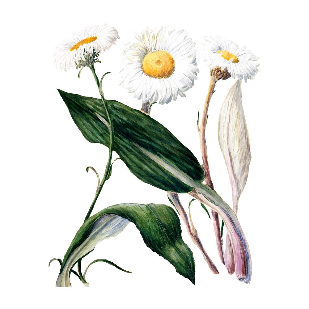 Antique plant New Zealand mountain daisies drawn by Sarah Featon (1848 - 1927). Digitally enhanced by rawpixel.
