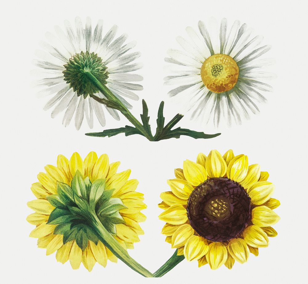 Antique illustration set of daisy