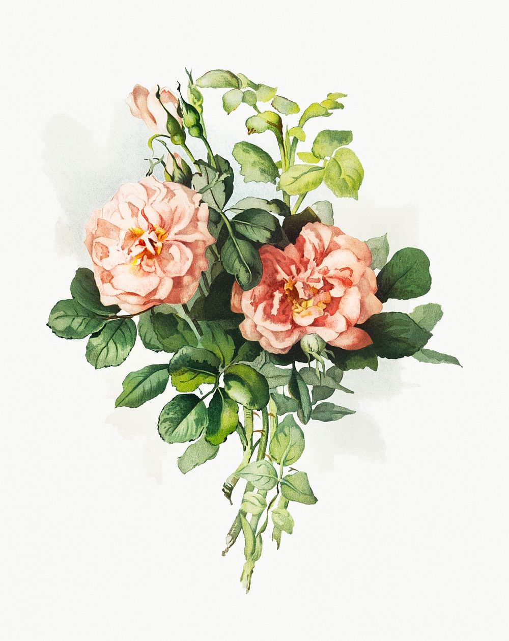 Antique illustration of blooming blush rose with leaves