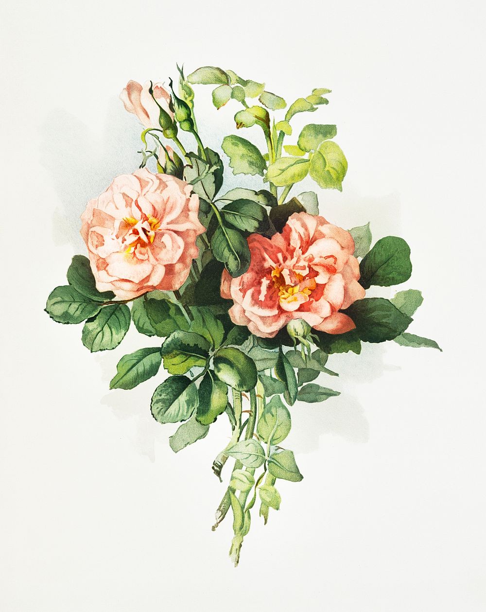 Blush rose from The Miriam and Ira D. Wallach Division Of Art, Prints and Photographs: Picture Collection published by L.…