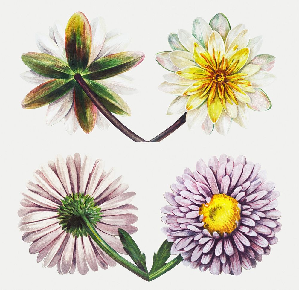 Illustration set of flowers