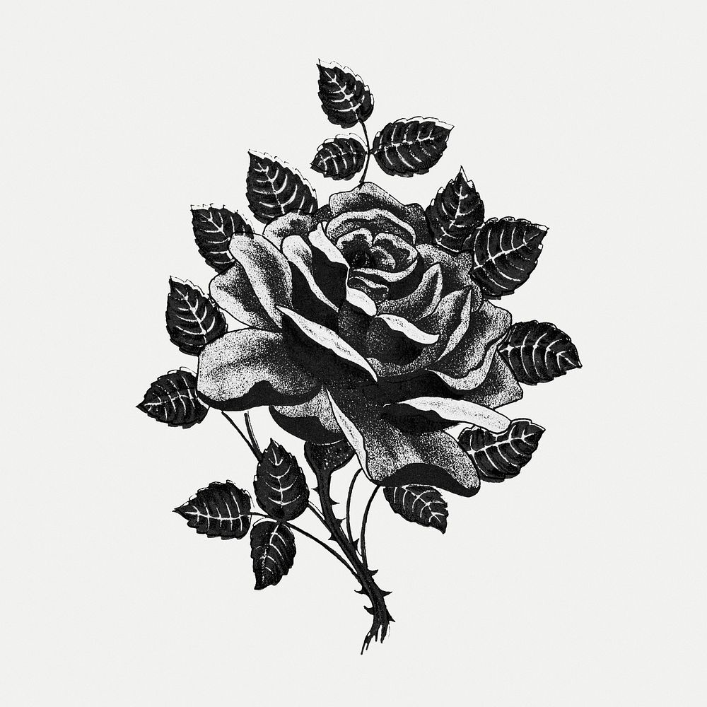 Black and white illustration of rose with leaves and thorns
