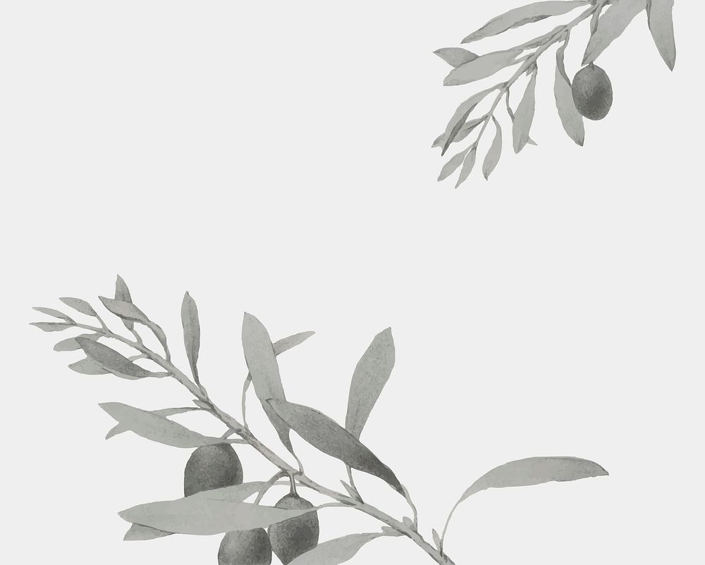 Vintage olive branch vector