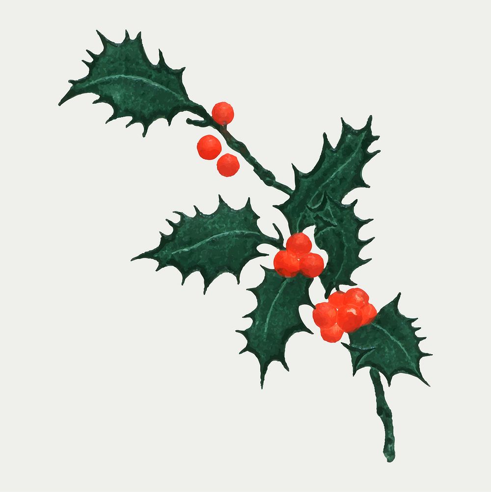 Vintage holly branch vector for a Christmas card