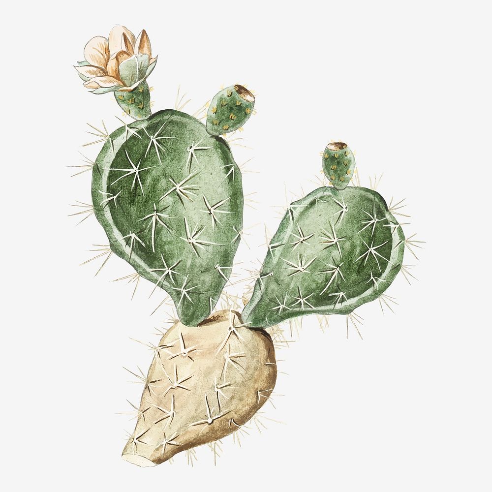 Indian Fig or Semaphore Prickly Pear vector