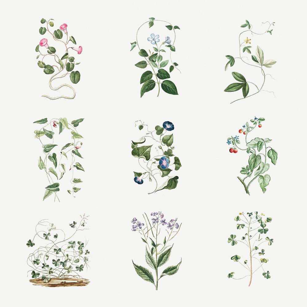 Botanical blooming set illustration