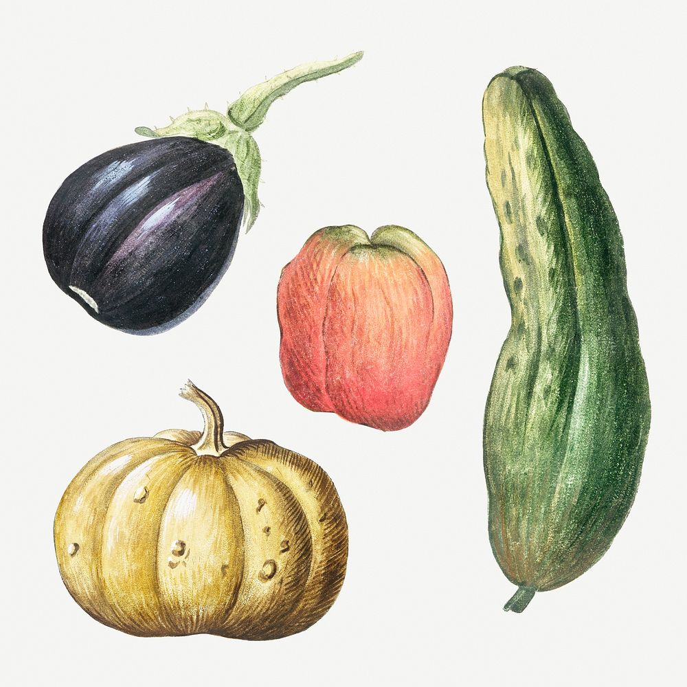 Vegetable set illustration