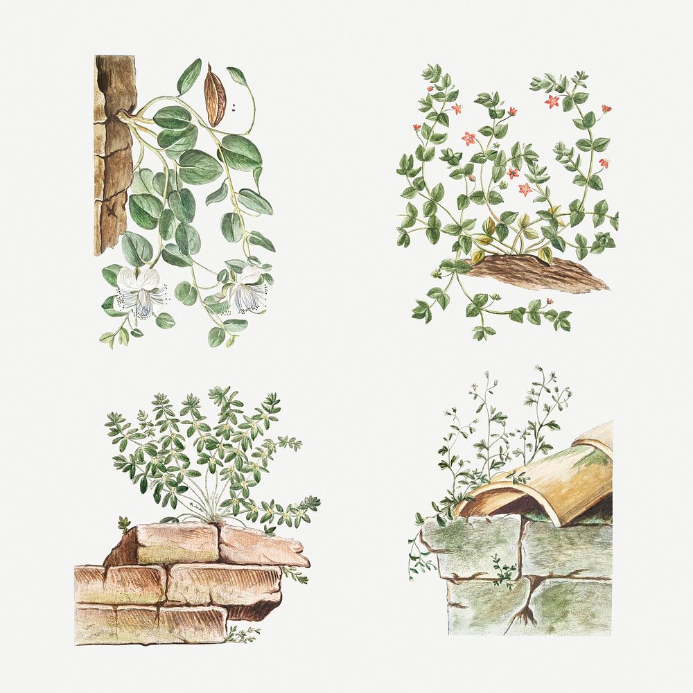 Botanical set on ground and brick illustration