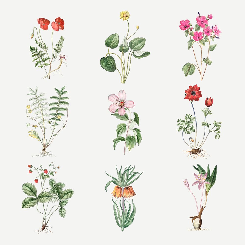 Set of blooming flowers vector