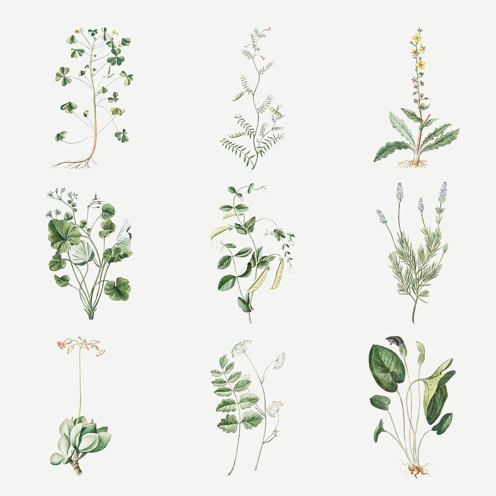 Set of plants illustration