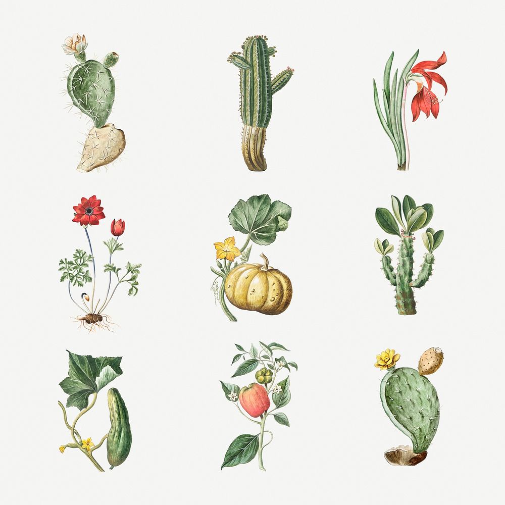 Set of flowers and cactus illustration