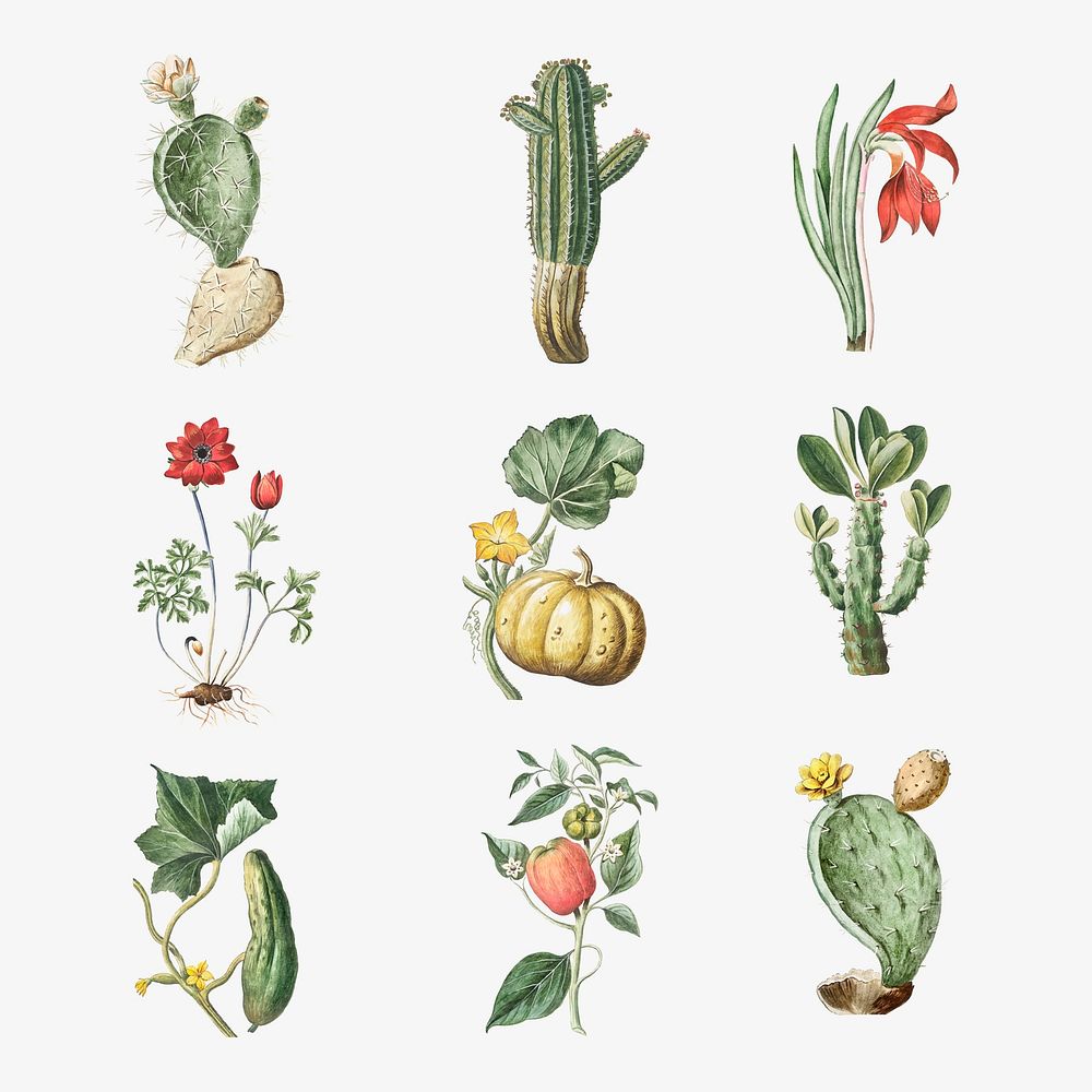 Vector set of flowers and cactus