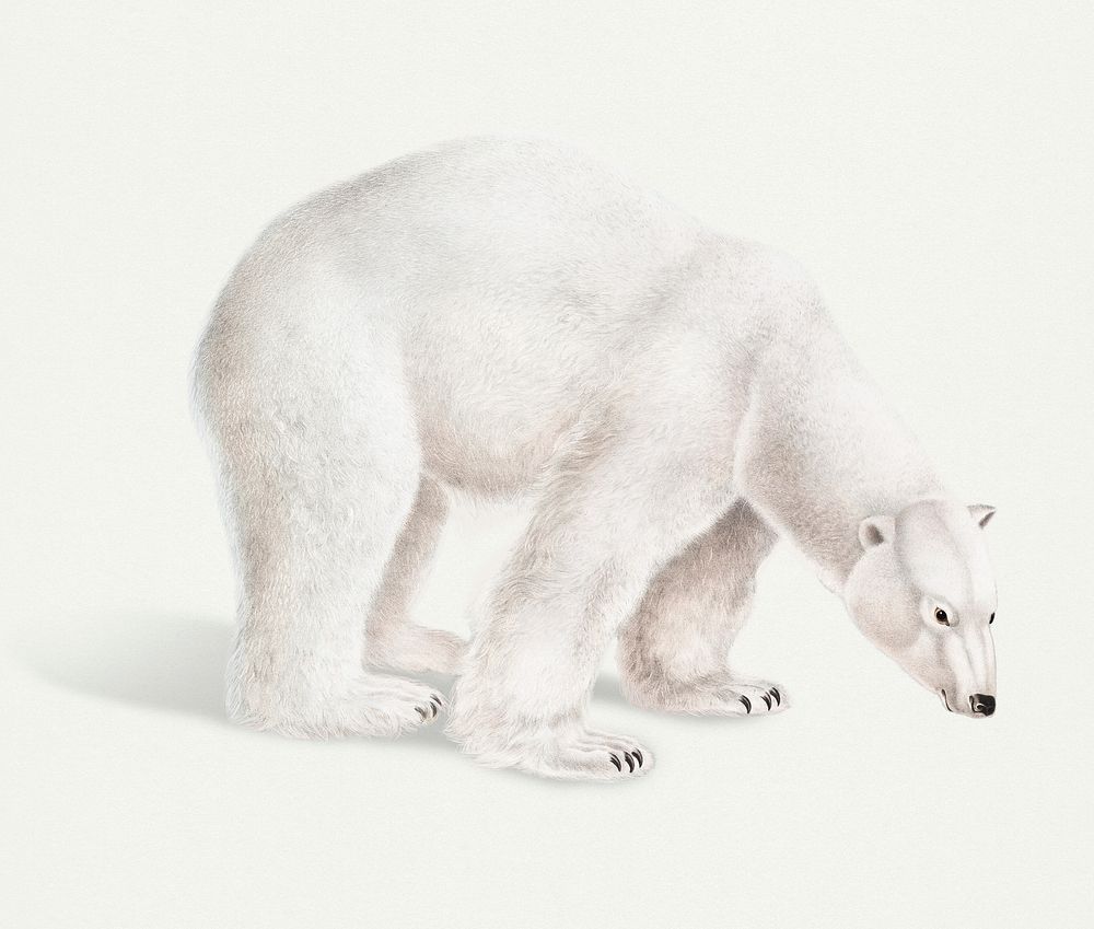 Vintage Illustration of Polar Bear.