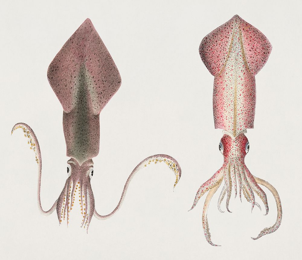 Vintage Illustration of Glass squid (Loligo pavo) and Longfin inshore squid (Loligo pealii)