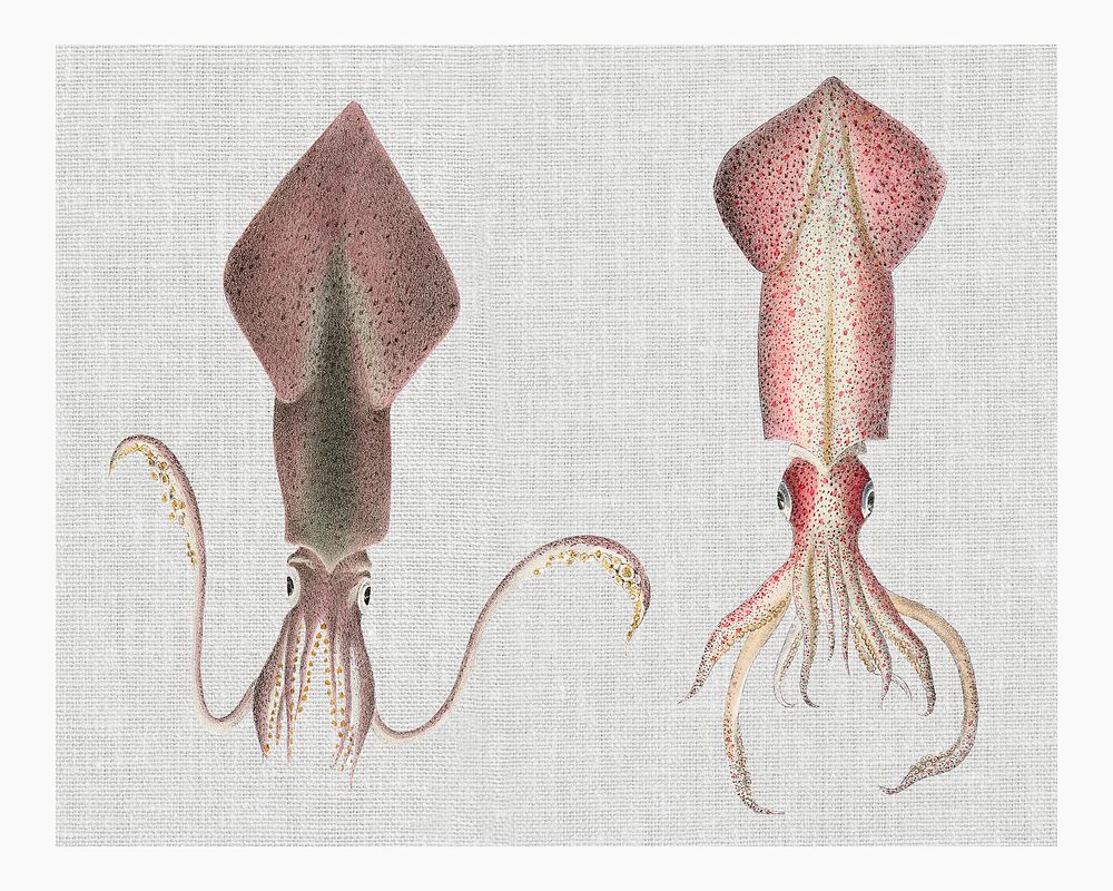 Vintage Glass squid (Loligo pavo) and Longfin inshore squid (Loligo pealii) illustration wall art print and poster.