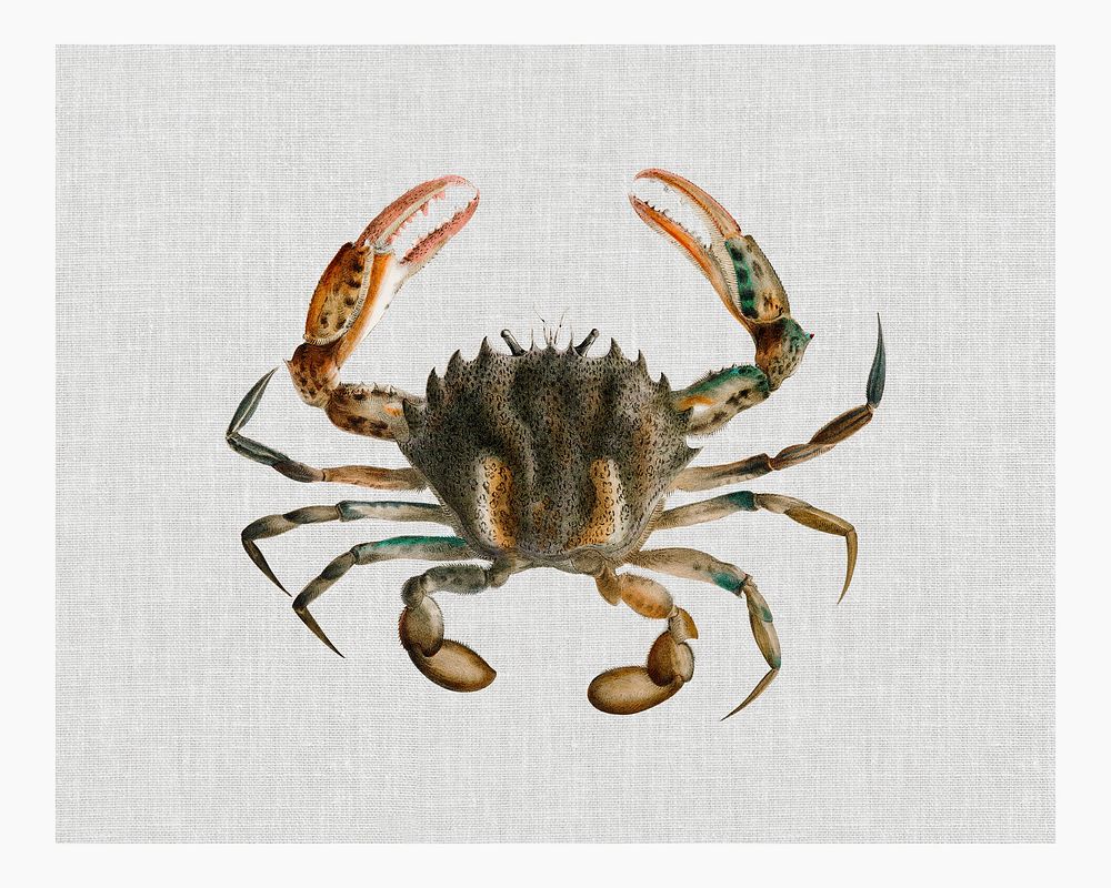 Vintage Lady Crab (Platyonichus ocellatus) illustration wall art print and poster.