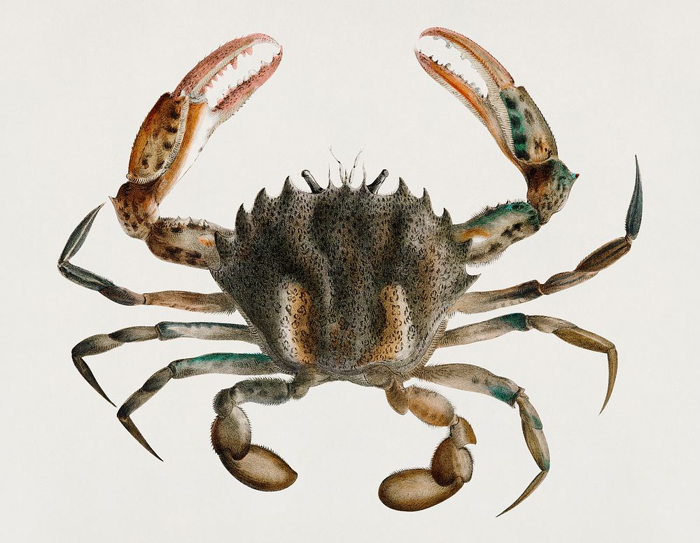Vintage Illustration of Lady Crab (Platyonichus ocellatus)