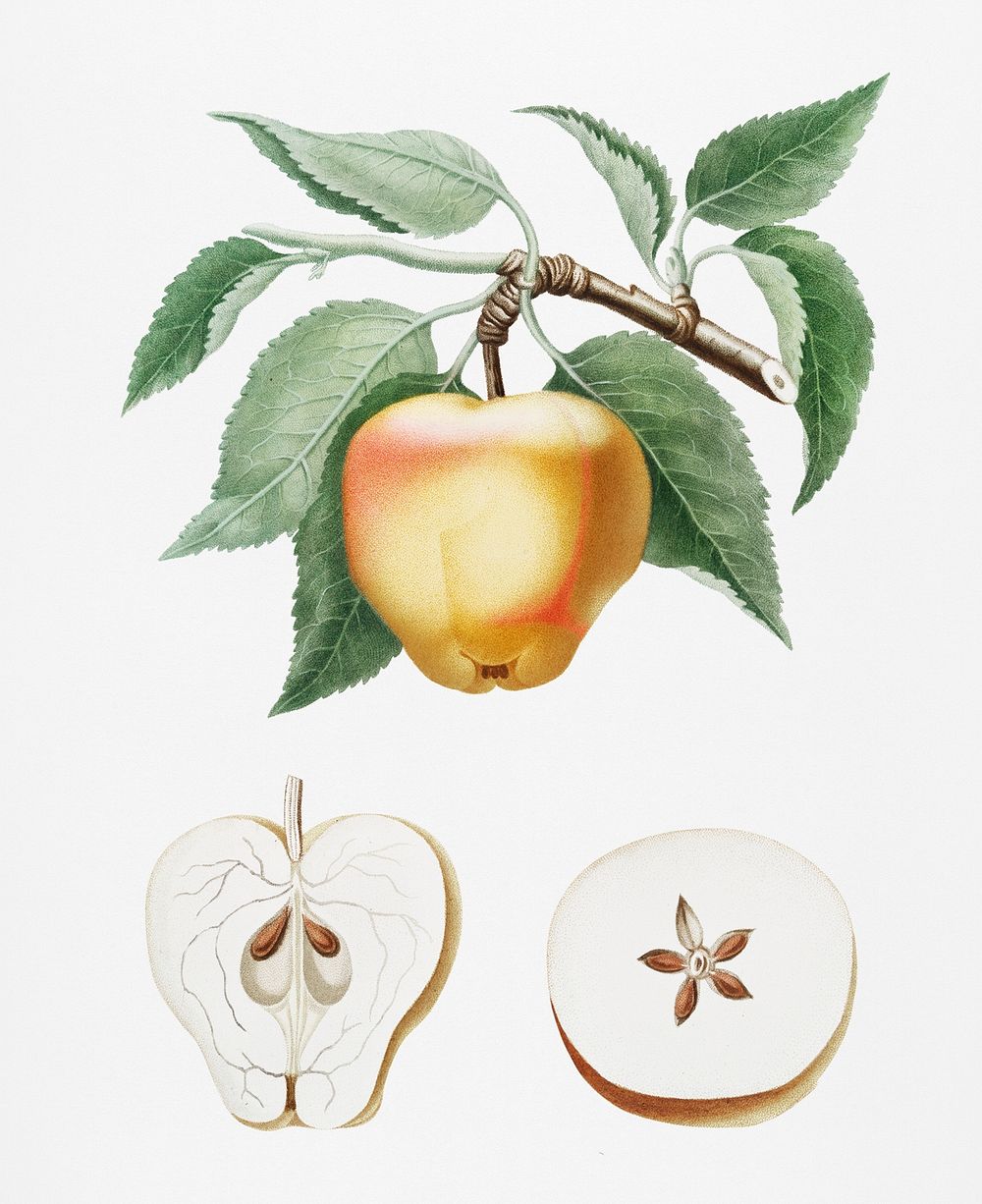 Carla Apple (Melo Carlo) from Pomona Italiana (1817 - 1839) by Giorgio Gallesio (1772-1839). Original from New York public…