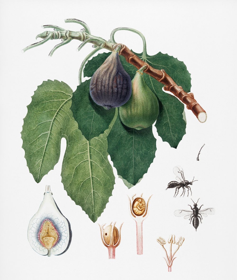 Fig (Fico) from Pomona Italiana (1817 - 1839) by Giorgio Gallesio (1772-1839). Original from New York public library.…