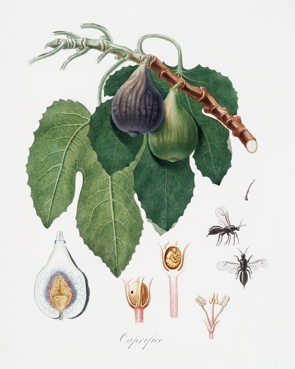 Fig (Fico) from Pomona Italiana (1817 - 1839) by Giorgio Gallesio (1772-1839). Original from The New York Public Library.…