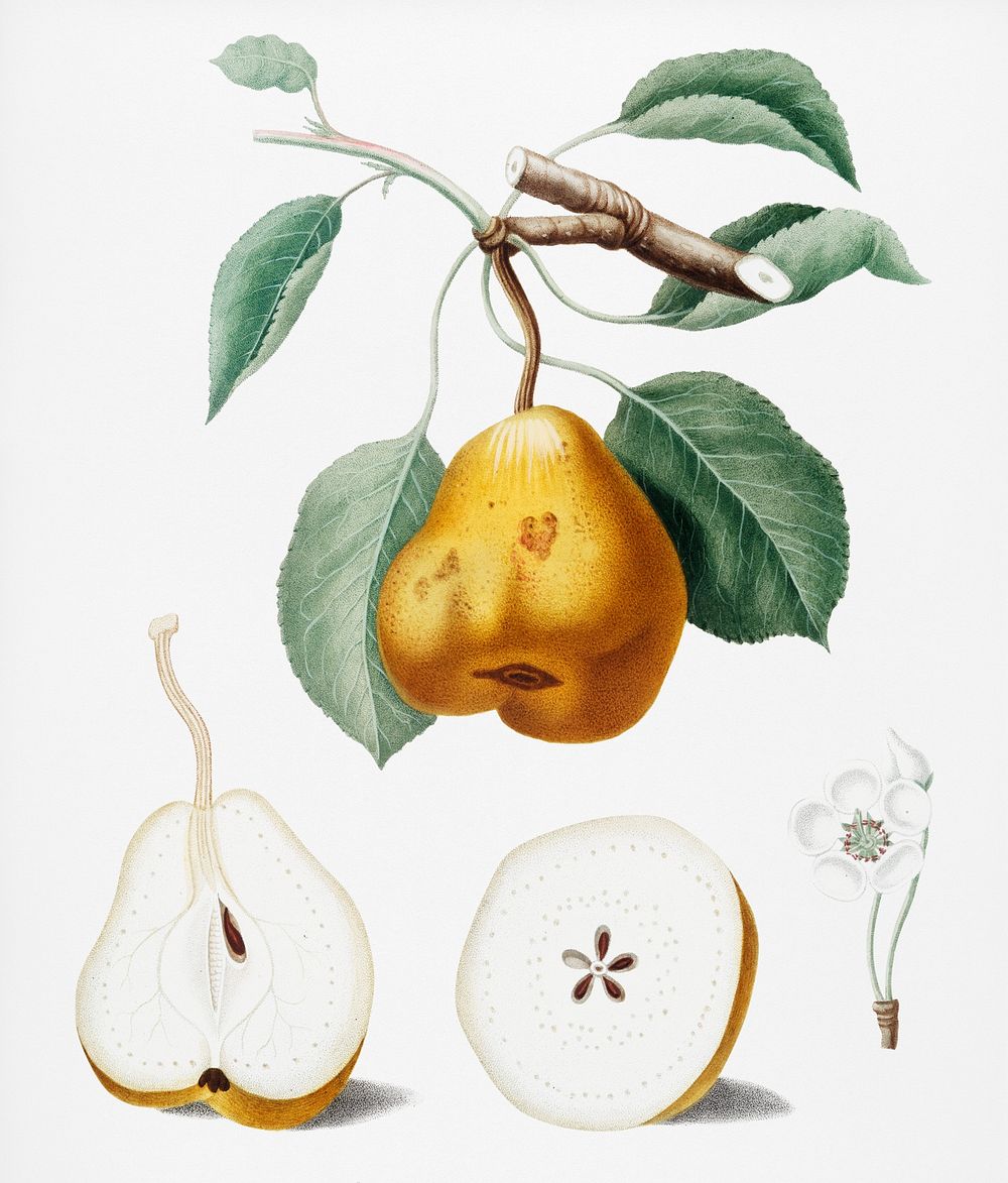 Pear (Pero spino) from Pomona Italiana (1817 - 1839) by Giorgio Gallesio (1772-1839). Original from New York public library.…