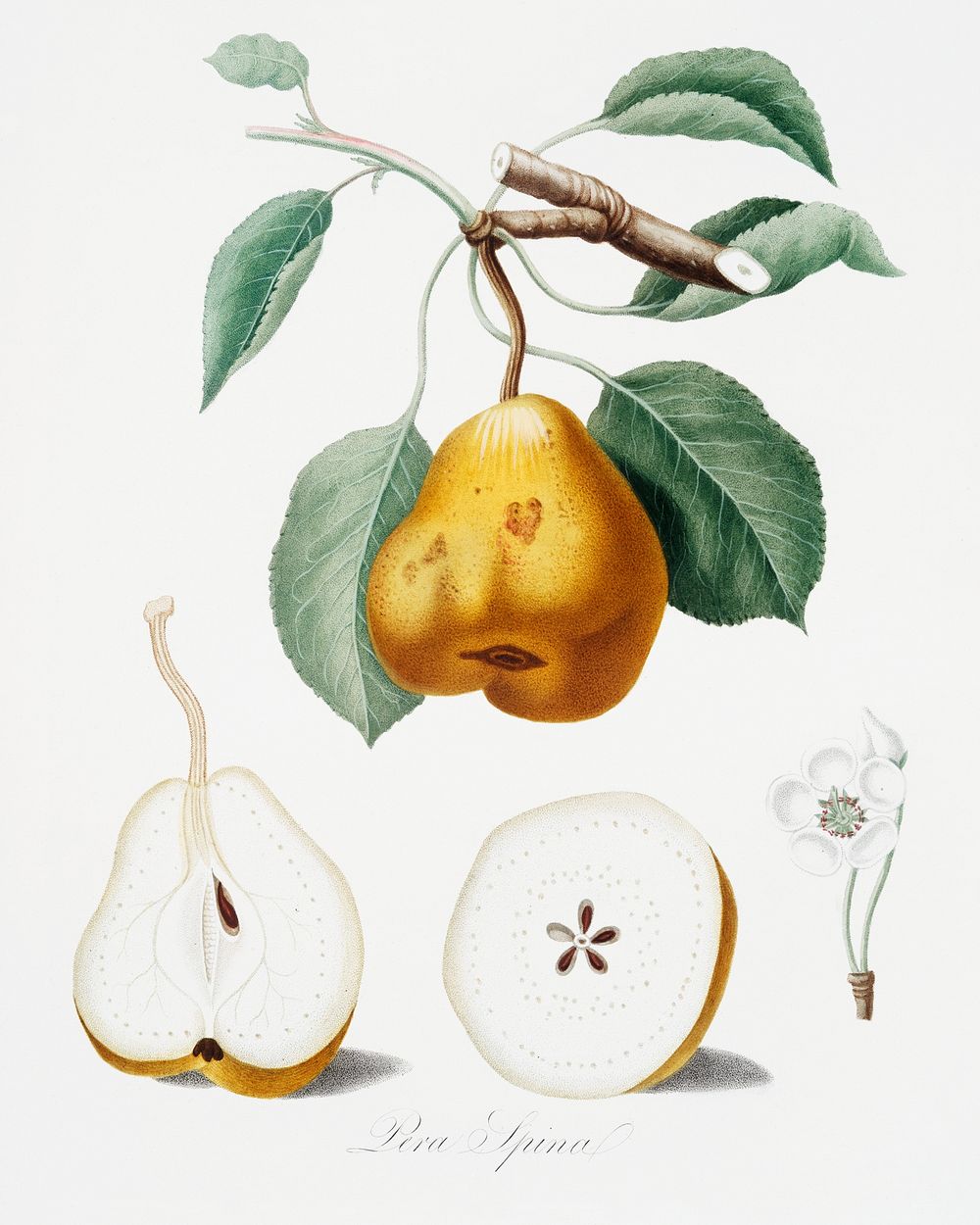 Pear (Pero spino) from Pomona Italiana (1817 - 1839) by Giorgio Gallesio (1772-1839). Original from The New York Public…