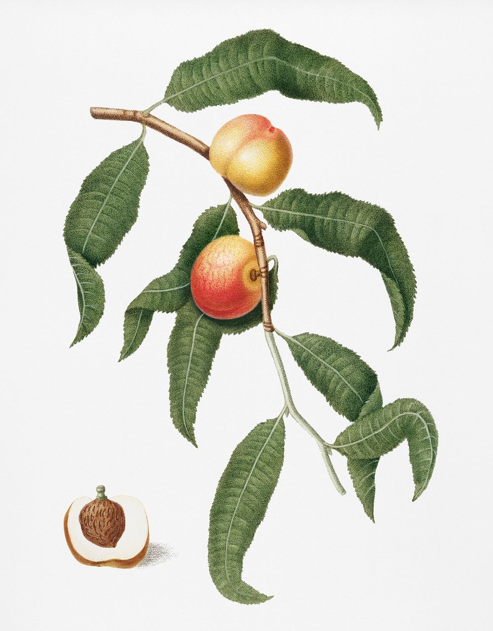 Peach (Persica Alberges) from Pomona Italiana (1817 - 1839) by Giorgio Gallesio (1772-1839). Original from New York public…