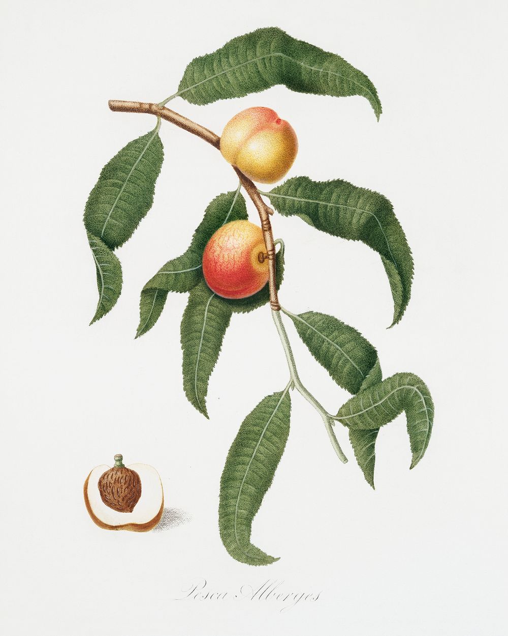 Peach (Persica Alberges) from Pomona Italiana (1817 - 1839) by Giorgio Gallesio (1772-1839). Original from The New York…