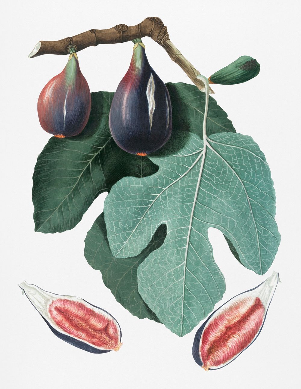 Fig (Figus Carica) from Pomona Italiana (1817 - 1839) by Giorgio Gallesio (1772-1839). Original from New York public…