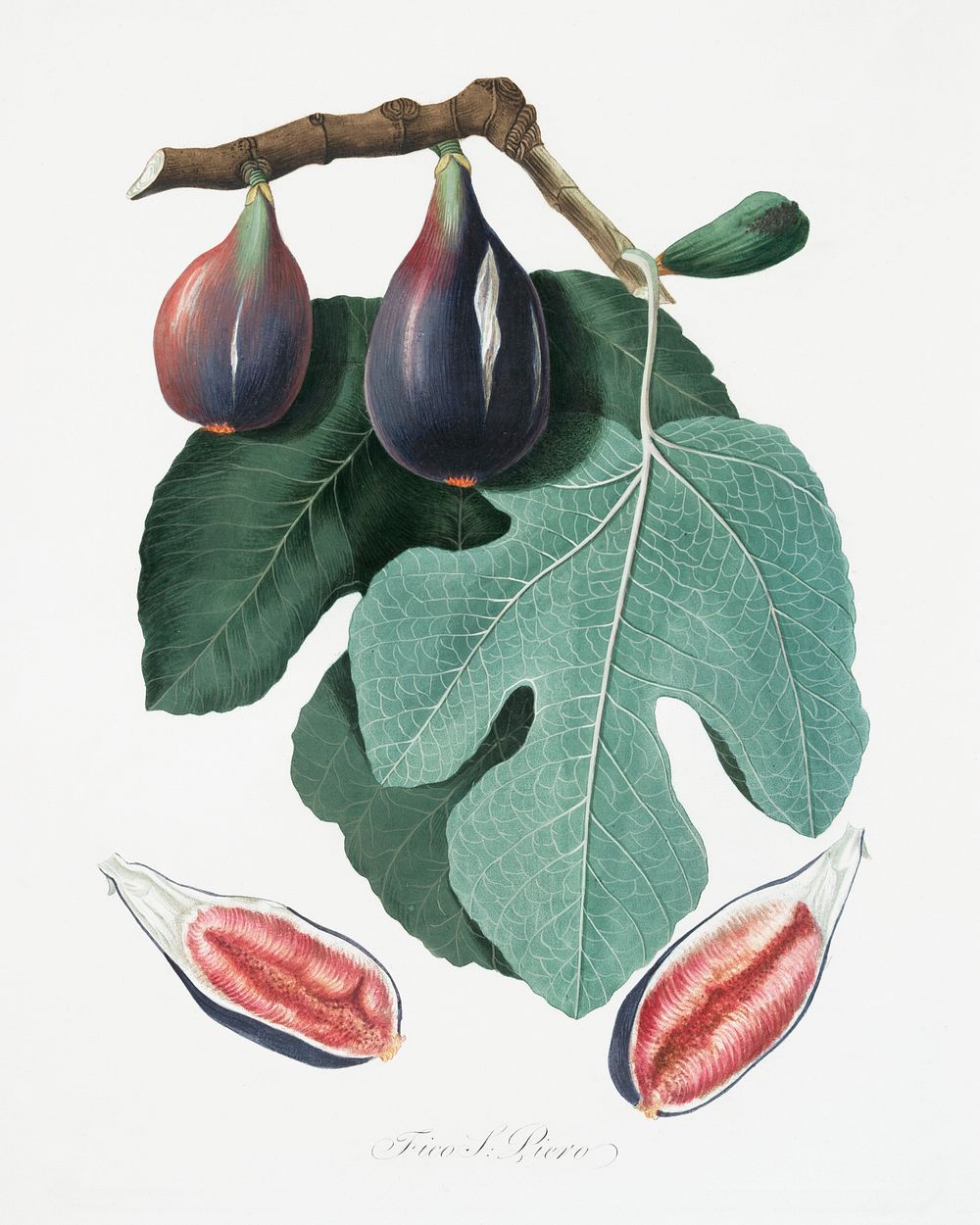 Fig (Figus Carica) from Pomona Italiana (1817 - 1839) by Giorgio Gallesio (1772-1839). Original from The New York Public…