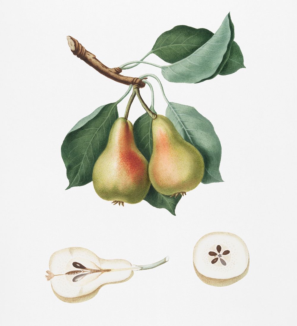 Pear (Pyrus Perla) from Pomona Italiana (1817 - 1839) by Giorgio Gallesio (1772-1839). Original from New York public…