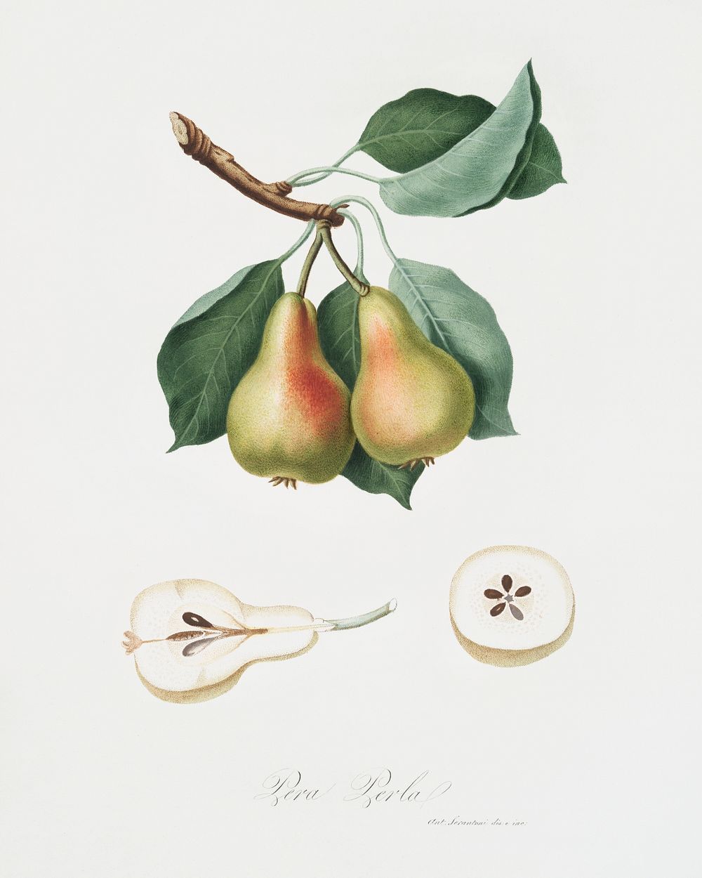 Pear (Pyrus Perla) from Pomona Italiana (1817 - 1839) by Giorgio Gallesio (1772-1839). Original from The New York Public…