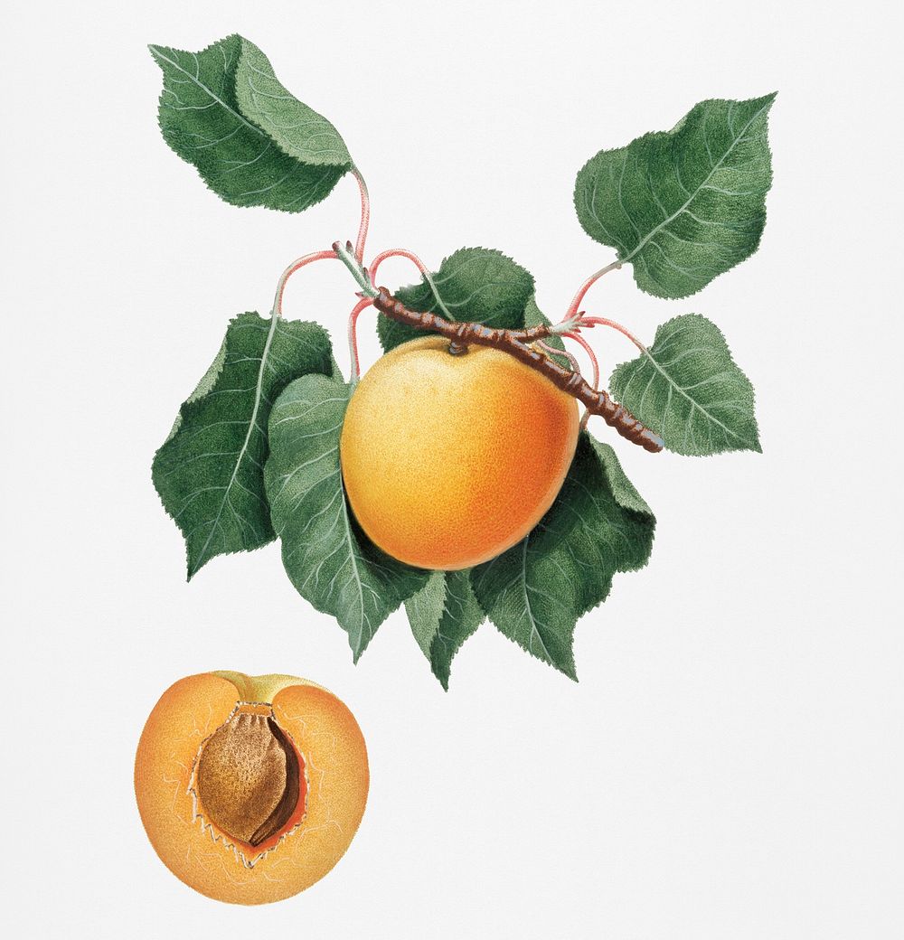 German Apricot from Pomona Italiana (1817 - 1839) by Giorgio Gallesio (1772-1839). Original from New York public library.…