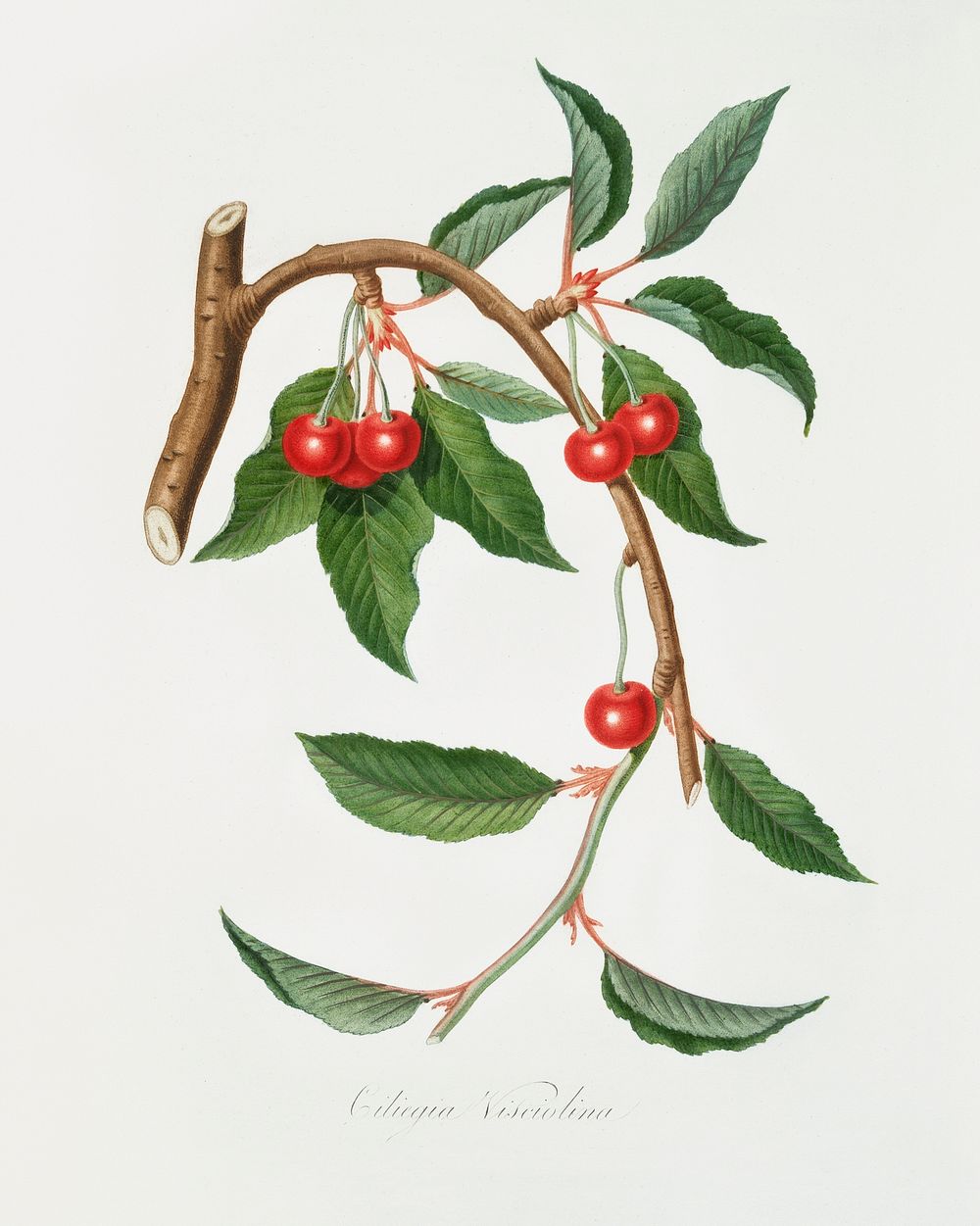 Cherry (Ciliegio visciolino) from Pomona Italiana (1817 - 1839) by Giorgio Gallesio (1772-1839). Original from The New York…