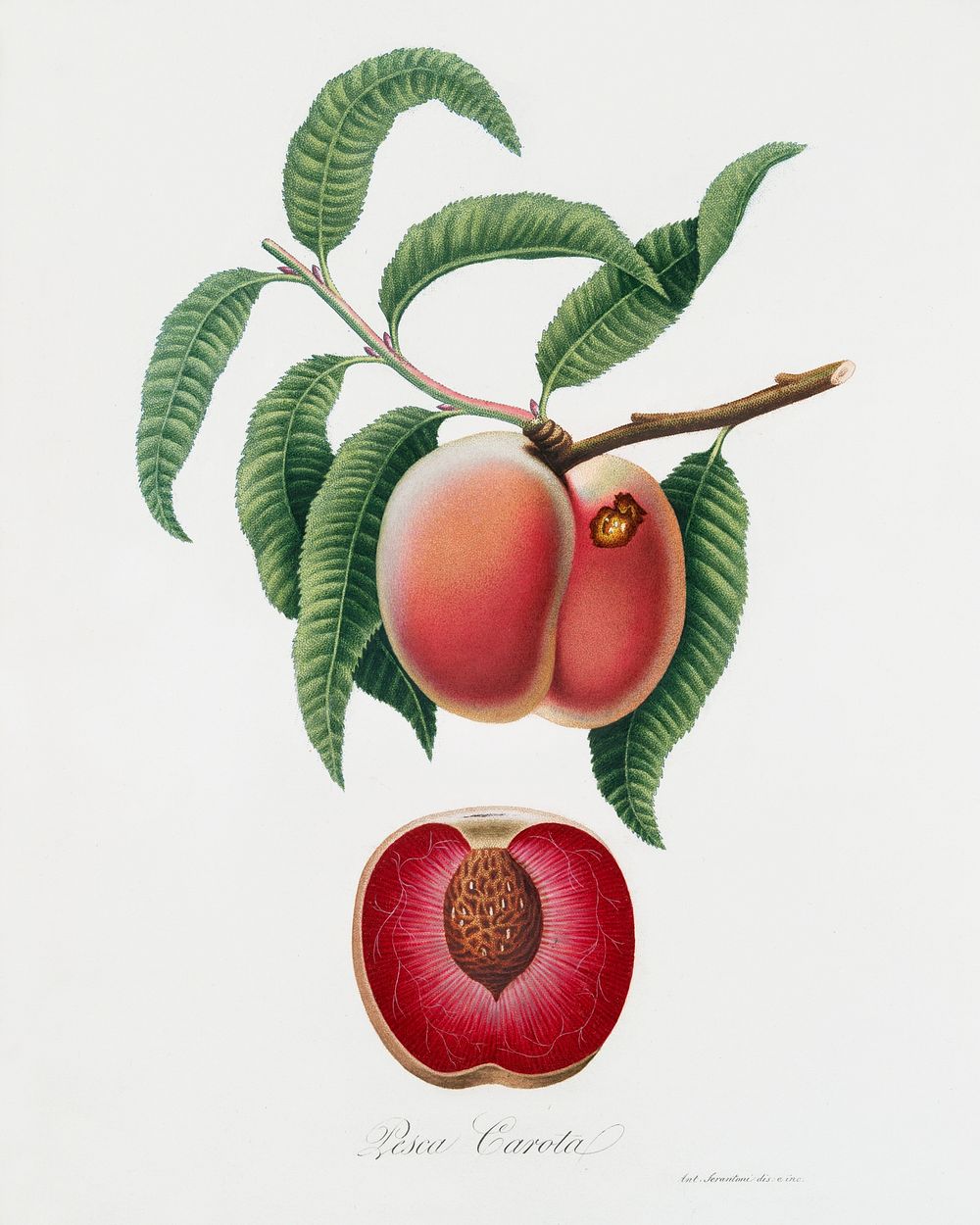 Carrot Peach (Persica carota) from Pomona Italiana (1817 - 1839) by Giorgio Gallesio (1772-1839). Original from The New York…