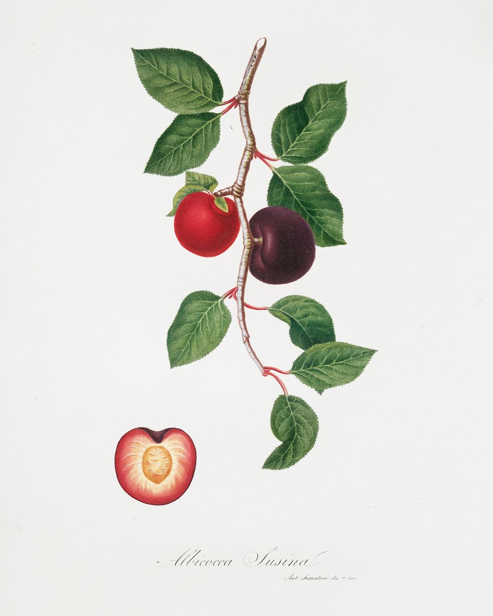 Apricot (Armeniaca prunata) from Pomona Italiana (1817 - 1839) by Giorgio Gallesio (1772-1839). Original from The New York…